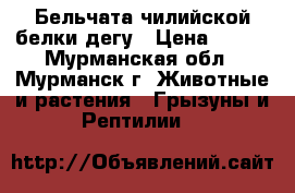 Бельчата чилийской белки дегу › Цена ­ 500 - Мурманская обл., Мурманск г. Животные и растения » Грызуны и Рептилии   